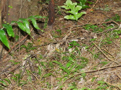 Pterostylis porrecta