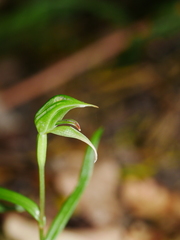 Pterostylis porrecta