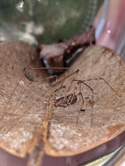 Scytodes globula