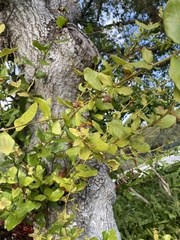 Quercus chapmanii