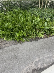 Microsorum scolopendria