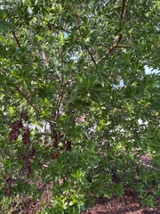 Prunus amygdalus