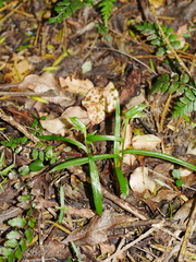 Pterostylis porrecta