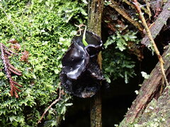 Pseudoplectania nigrella