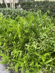 Microsorum scolopendria