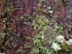 Cephalozia bicuspidata