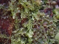 Cephalozia bicuspidata