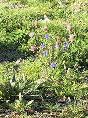 Echium vulgare
