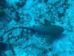 Ginglymostoma cirratum