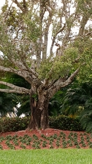 Ficus macrophylla