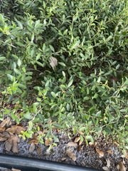 Forestiera segregata