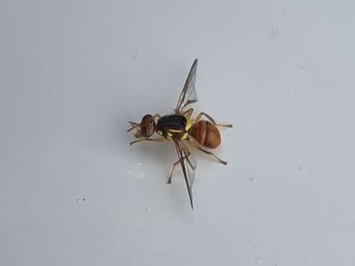 Bactrocera musae