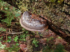 Fomitopsis ochracea