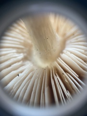 Agaricomycotina