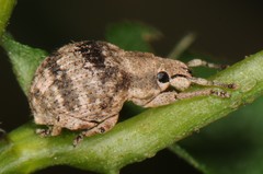 Pseudocneorhinus bifasciatus