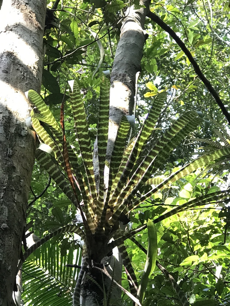 Guzmania vittata