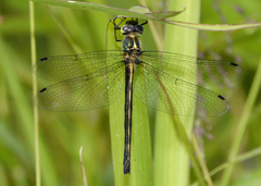 Micromidia convergens