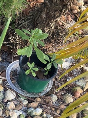 Talinum fruticosum