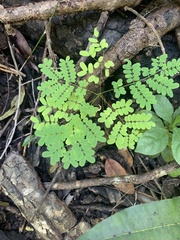 Peltophorum pterocarpum