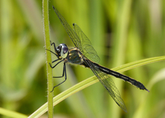 Micromidia convergens