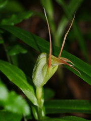 Pterostylis banksii