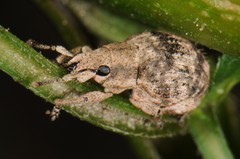 Pseudocneorhinus bifasciatus