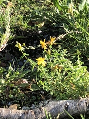 Hypericum perforatum