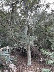 Quercus virginiana
