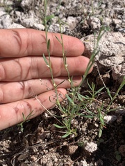 Polygonum sawatchense