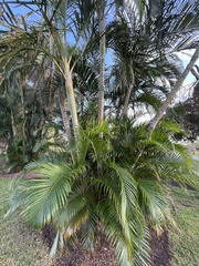 Dypsis lutescens