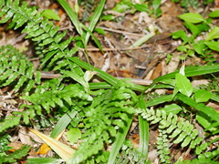 Pterostylis banksii