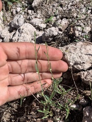 Polygonum sawatchense