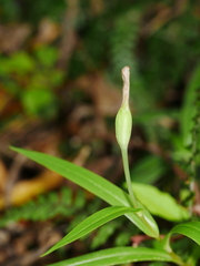 Pterostylis banksii