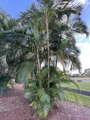 Dypsis lutescens
