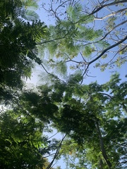 Peltophorum pterocarpum