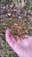 Hypericum cistifolium