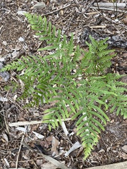 Pteridium caudatum