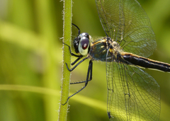 Micromidia convergens