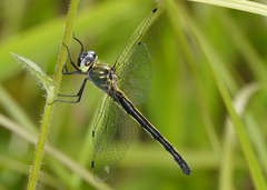 Micromidia convergens