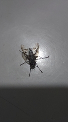 Diptera
