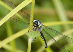 Micromidia convergens