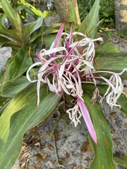 Crinum