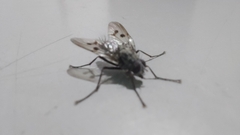 Diptera