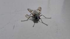 Diptera