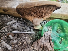 Tricholoma caligatum