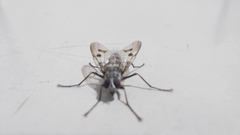 Diptera