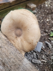 Tricholoma caligatum