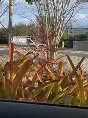Bromeliaceae