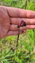 Verbena incompta