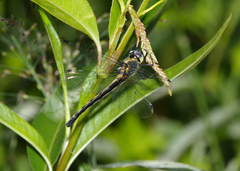 Micromidia convergens